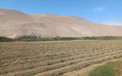 Venta Terreno km 12 Valle de Lluta Arica, 19.000 m2